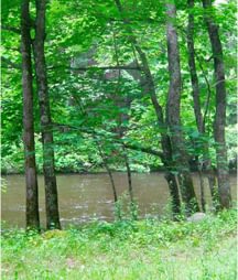 Grasses, leaves, trees are tick territory